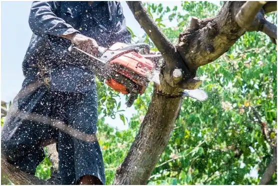 tree services Guaynabo